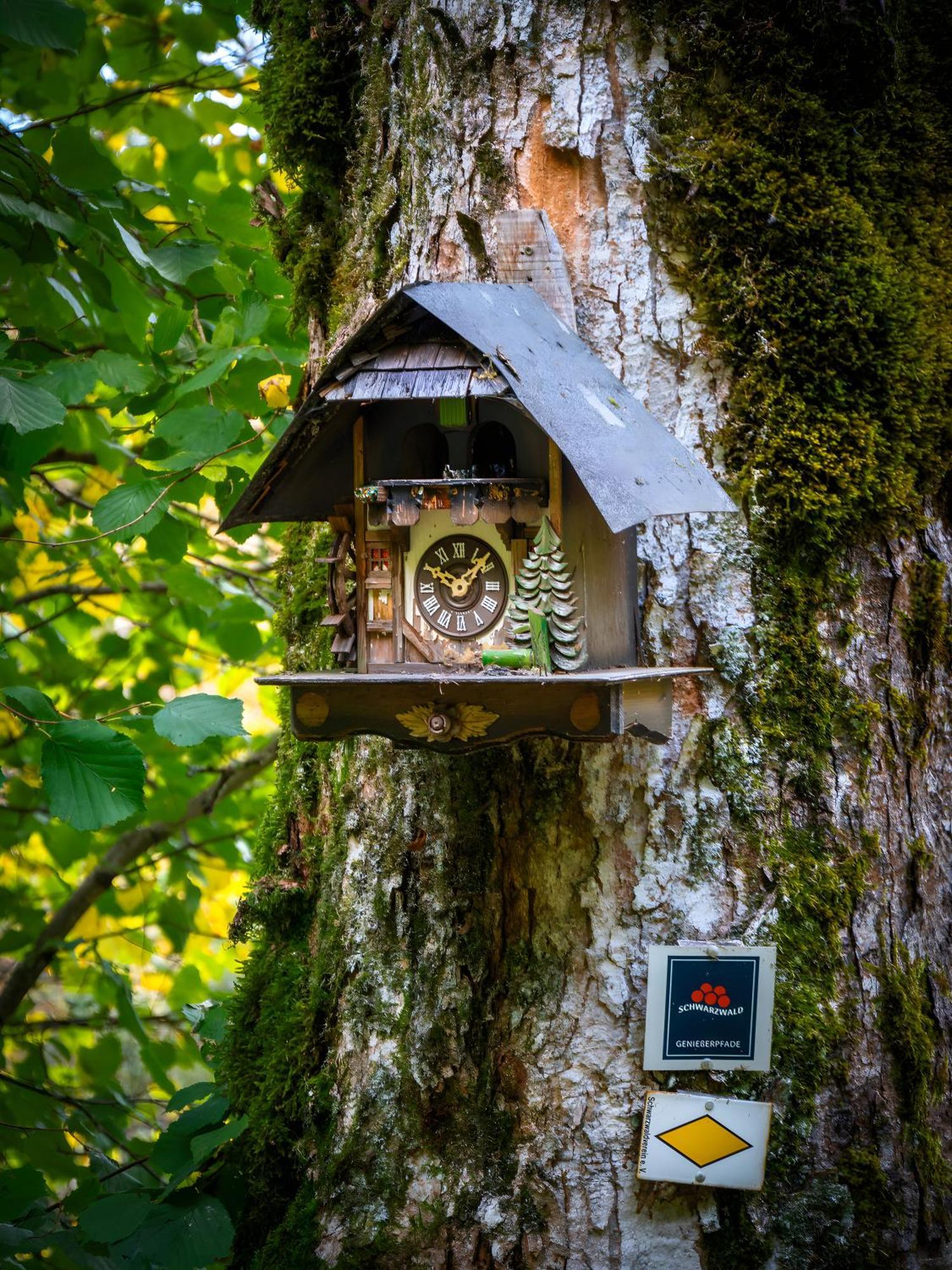 Landhaus Panoramablick Schonach im Schwarzwald Zewnętrze zdjęcie